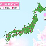 網走で桜開花　平年より2日早く　昨年より10日遅い