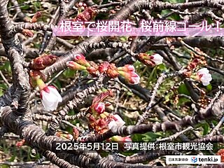 桜前線ゴール　今日12日　北海道の根室で桜が開花