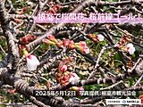 桜前線ゴール 今日12日 北海道の根室で桜が開花