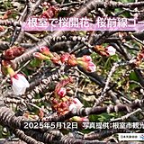 桜前線ゴール　今日12日　北海道の根室で桜が開花