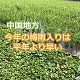 中国地方は平年より早い梅雨入りか?　曇りや雨の日が多くなる　雨の季節へ備えを