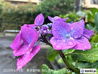今日3日　九州～東北は雨　紫陽花を濡らす別れの涙雨に