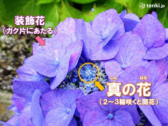 画像B