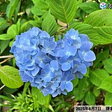 今日9日　名古屋・神戸・岡山・大分でアジサイが開花　昨年より遅く