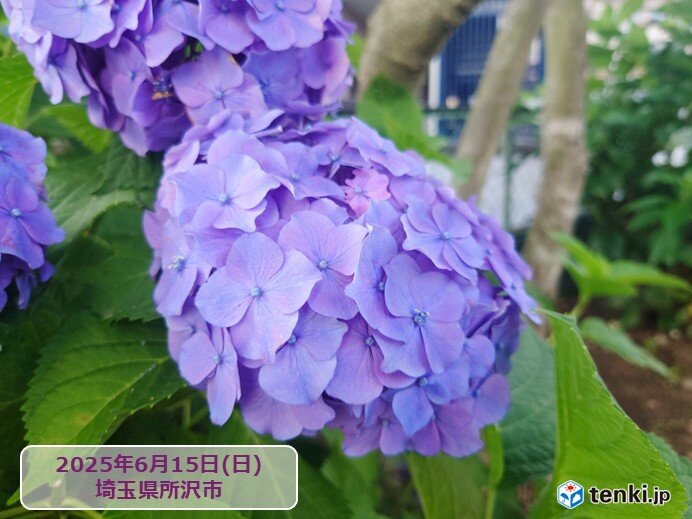 きょう16日　暑さに負けず横浜・静岡・水戸・熊谷・宇都宮でアジサイが開花