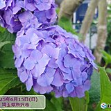 きょう16日　暑さに負けず横浜・静岡・水戸・熊谷・宇都宮でアジサイが開花