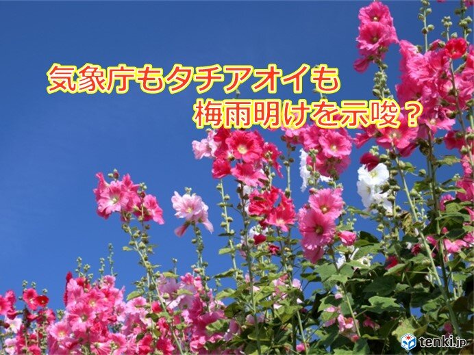 「気象庁」「タチアオイ」のいずれも　『梅雨明け間近』を示唆?