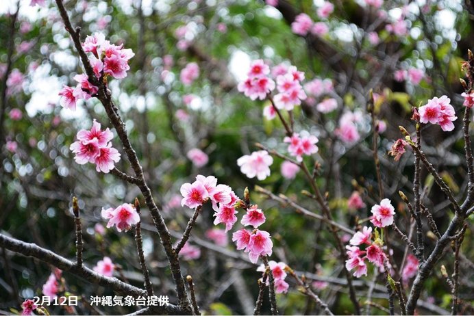 ちなみに沖縄・奄美では