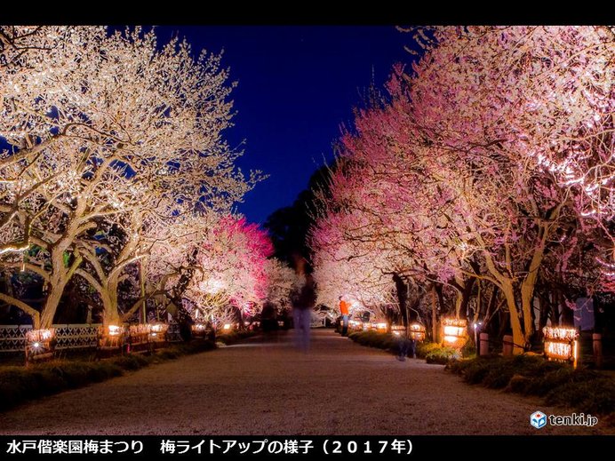 水戸で梅開花　偕楽園では梅まつり始まる