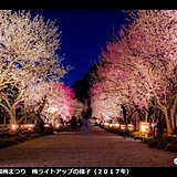 水戸で梅開花　偕楽園では梅まつり始まる