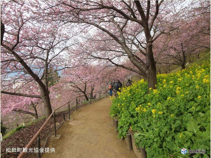 松田町もそろそろ