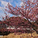 今週は季節が加速　河津桜も見ごろに