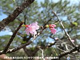 宮古島のヒカンザクラ　なかなか満開ならず