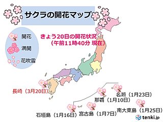 長崎で桜(ソメイヨシノ)開花　全国トップ