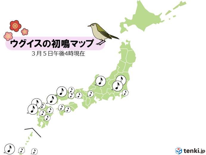 日差し暖か　ウグイス初鳴ラッシュ