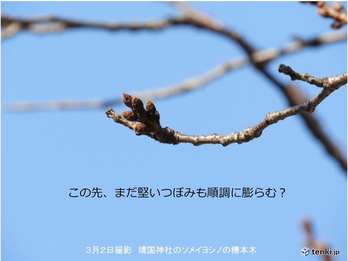 週の後半は暖かい日も　桜のつぼみも順調に・・・