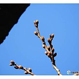 東京都心の桜(ソメイヨシノ)　まだ膨らみ少し