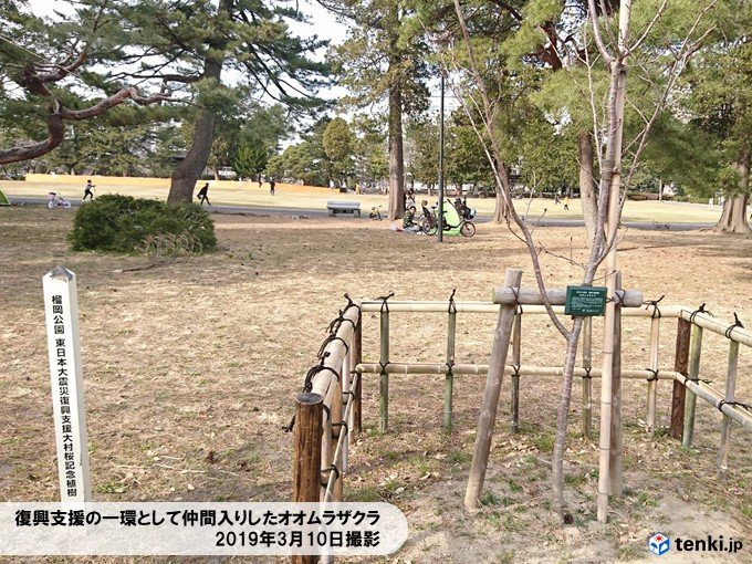 東北の桜、美しく開花