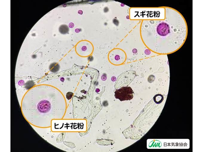 都内でヒノキ花粉が飛散開始 今年も多量飛散 日直予報士 19年03月15日 日本気象協会 Tenki Jp