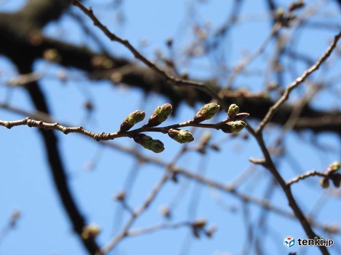 3月17日　靖国神社の桜の様子_画像