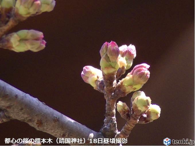 都心の桜　つぼみ先端のピンクが目立つように