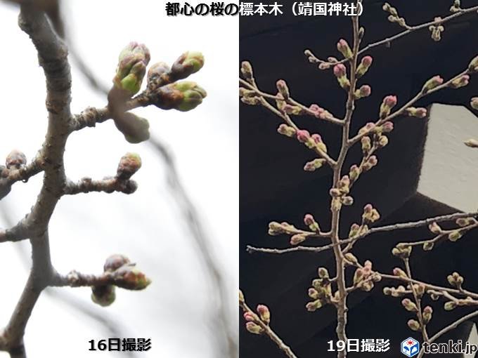 関東　桜の蕾ふくらむ陽気　北は今年一番の暖かさ