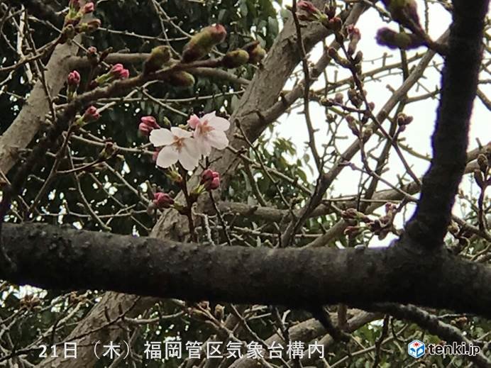 桜開花ラッシュか