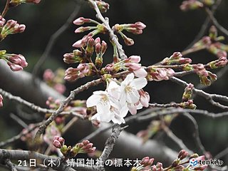 東京都心で桜が開花　横浜・福岡からも桜の便り