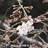 東京都心で桜が開花　横浜・福岡からも桜の便り