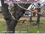 近畿　お花見シーズン待ち遠しい