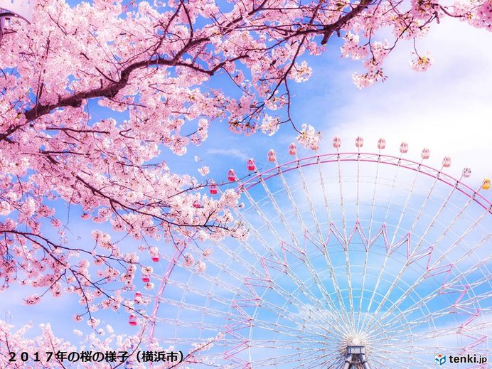 関東週間　東京に続く桜開花は?　週末は花冷え