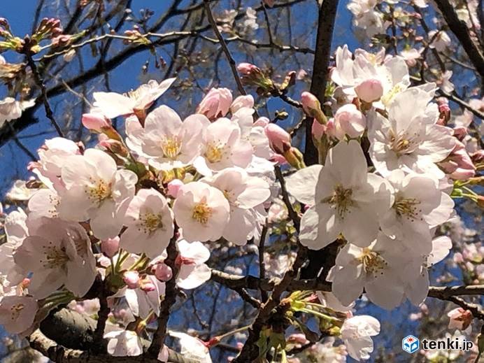 東京で桜が満開に　全国トップ