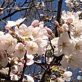 東京で桜が満開に　全国トップ