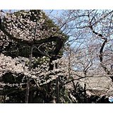 平成最後の桜続々と　東京は満開