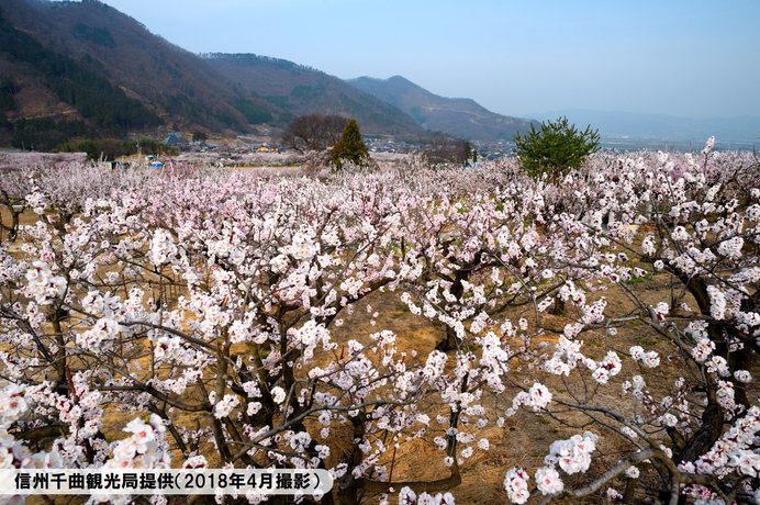 日本一のあんずの里 開花まであとわずか 気象予報士 安齊 理沙 19年03月27日 日本気象協会 Tenki Jp