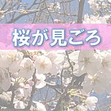 東京は桜が見ごろ　関東　週末の天気
