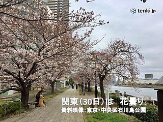 関東30日　花曇り　夜桜は雨と雷雨にご注意