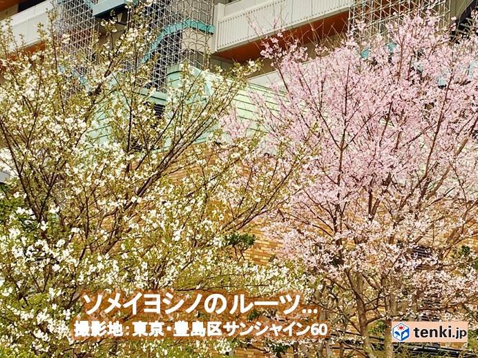 関東　天気回復　舞い散る花に風情あり