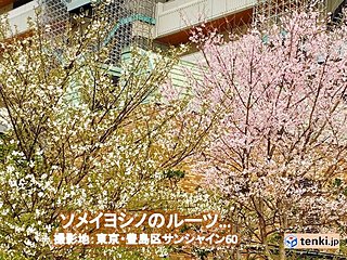 関東　天気回復　舞い散る花に風情あり