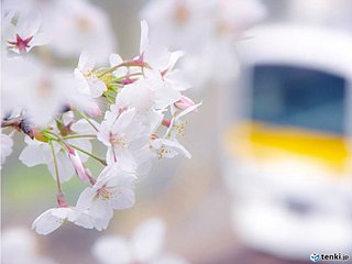 年度変わりも春の便り次々と　見頃はどこ?