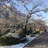 富山で4月としては13年ぶりの積雪　桜に雪も
