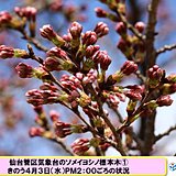 仙台市 暖かな陽気で桜の花ほころぶ?