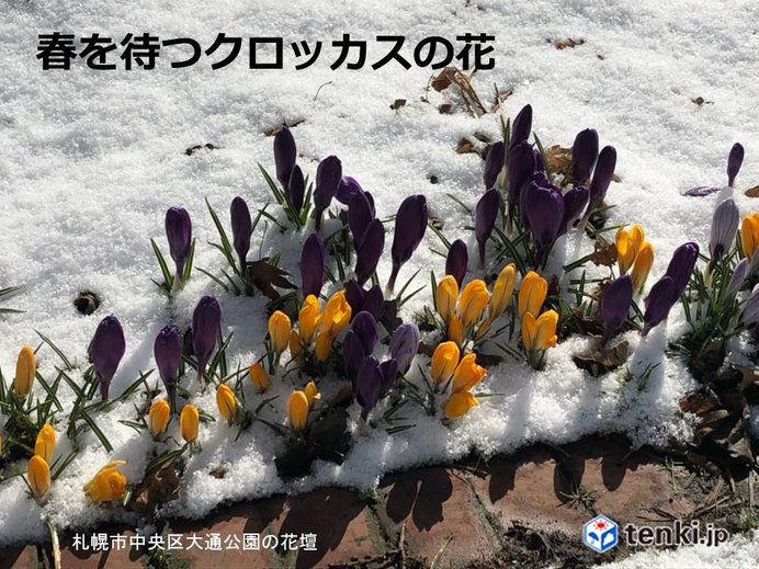 北海道　いつ来る春の女神