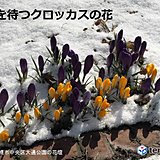 北海道　いつ来る春の女神