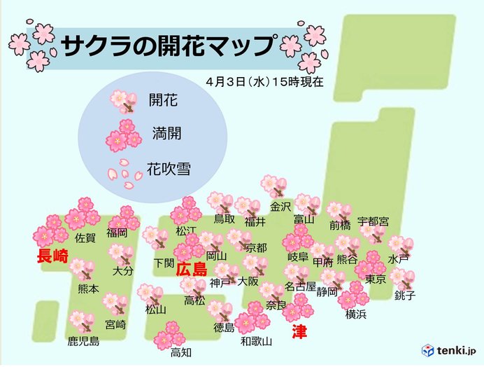 トップ開花の長崎の桜　ようやく満開