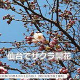 みちのくにも春の便り　仙台と福島でサクラ開花