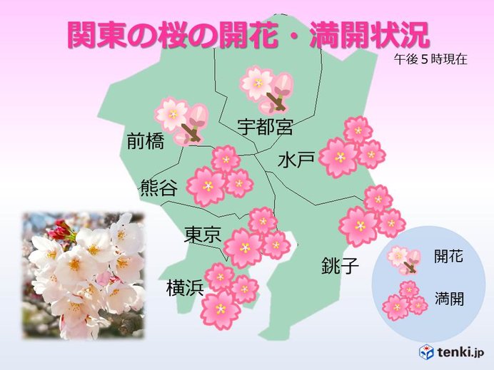 最適なお花見スポットはtenki.jpで