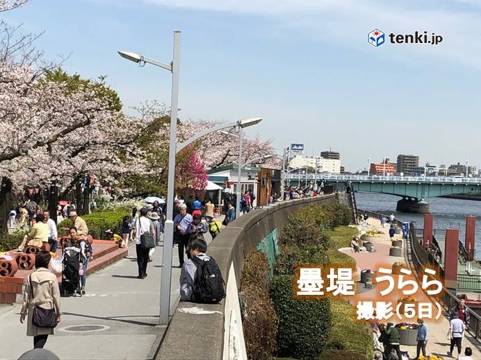 各地、桜は見ごろに　日中は桜ふぶきも