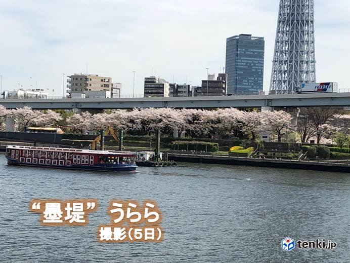 関東6日　満開に向かう桜　散りゆく桜_画像