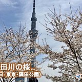 関東6日　満開に向かう桜　散りゆく桜